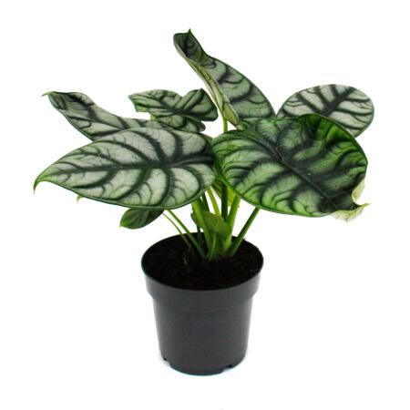 Alocasia baginda Silver Dragon - Tropenwurz - Alokasie - Silbernes Drachenschuppen-Pfeilblatt - 12cm Topf