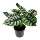 Alocasia baginda Silver Dragon - Tropical root - Alocasia - Silver Dragonscale Arrow Leaf - 12cm pot