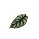 Alocasia baginda Silver Dragon - Tropical root - Alocasia - Silver Dragonscale Arrow Leaf - 12cm pot