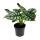 Alocasia baginda Silver Dragon - Tropical root - Alocasia - Silver Dragonscale Arrow Leaf - 12cm pot