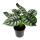 Alocasia baginda Silver Dragon - Tropenwurz - Alokasie - Silbernes Drachenschuppen-Pfeilblatt - 12cm Topf