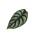 Alocasia baginda Silver Dragon - Tropical root - Alocasia - Silver Dragonscale Arrow Leaf - 12cm pot