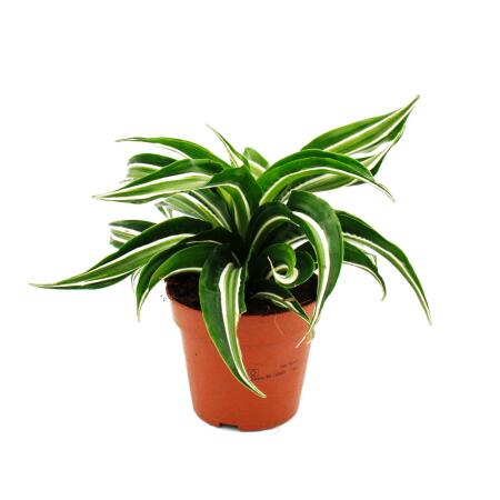 Gewellter Drachenbaum Dracaena deremensis fragrans Curly Malaika 12cm Topf weiß-grüne