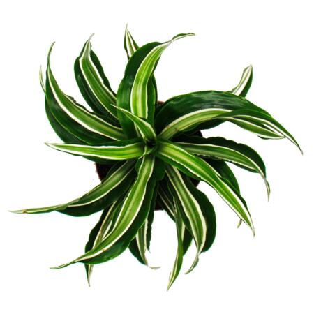 Gewellter Drachenbaum - Dracaena deremensis fragrans "Curly Malaika"