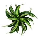 Gewellter Drachenbaum - Dracaena deremensis fragrans &quot;Curly Malaika&quot; - 12cm Topf - wei&szlig;-gr&uuml;ne gewellte Bl&auml;tter