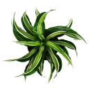 Wavy dragon tree - Dracaena deremensis fragrans "Curly Malaika" - 12cm pot - white-green wavy leaves