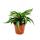 Wavy dragon tree - Dracaena deremensis fragrans "Curly Malaika" - 12cm pot - white-green wavy leaves