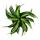 Gewellter Drachenbaum - Dracaena deremensis fragrans &quot;Curly Malaika&quot; - 12cm Topf - wei&szlig;-gr&uuml;ne gewellte Bl&auml;tter