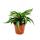 Gewellter Drachenbaum Dracaena deremensis fragrans Curly Malaika 12cm Topf weiß-grüne