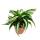 Gewellter Drachenbaum Dracaena deremensis fragrans Curly Malaika 12cm Topf weiß-grüne