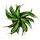 Gewellter Drachenbaum Dracaena deremensis fragrans Curly Malaika 12cm Topf weiß-grüne