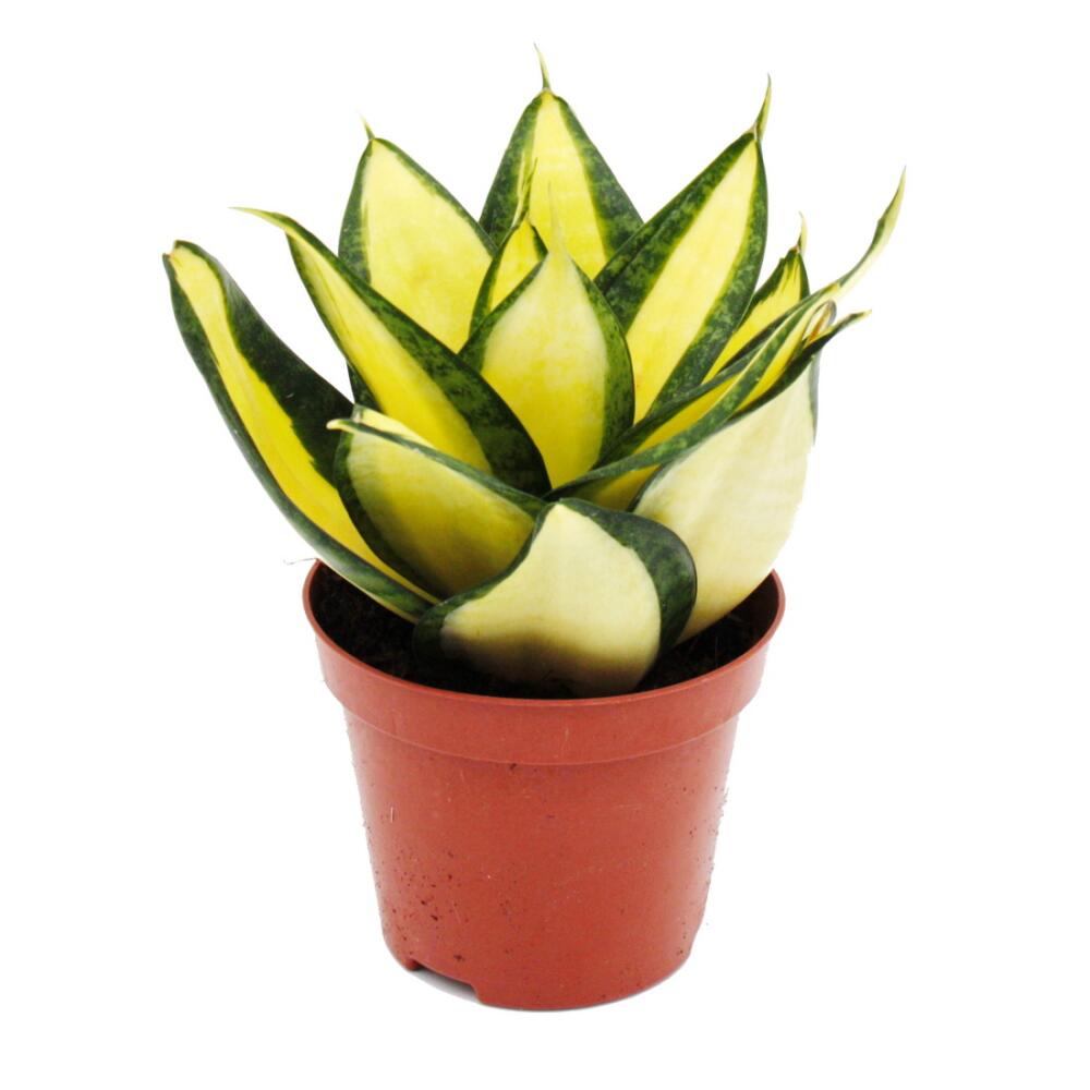 Sansevieria "Citrine Star" - leuchtend gelber Bogenhanf "Citrin-Stern
