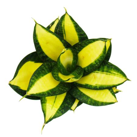 Sansevieria "Citrine Star" - leuchtend gelber Bogenhanf "Citrin-Stern