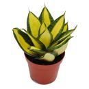Sansevieria &quot;Citrine Star&quot; - bright yellow bow...