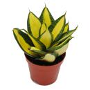 Sansevieria "Citrine Star" - bright yellow bow...