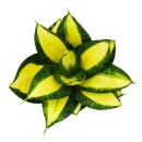 Sansevieria "Citrine Star" - leuchtend gelber Bogenhanf "Citrin-Stern" - 9cm Topf - Sukkulente