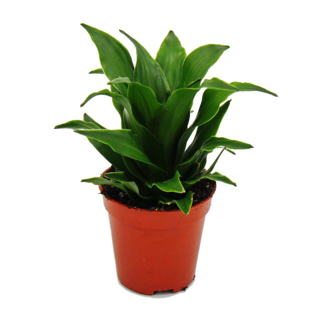 mini-plant - dracaena compacta - dragon tree - ideal for small bowls