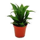 Mini-Plant - Dracaena compacta - Dragon tree -...