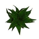 Mini-Pflanze - Dracaena compacta - Drachenbaum - Ideal...