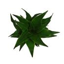 Mini-Pflanze - Dracaena compacta - Drachenbaum - Ideal für kleine Schalen und Gläser - Baby-Plant im 5,5cm Topf