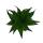 Mini-Pflanze Dracaena compacta Drachenbaum Ideal für kleine Schalen und Gläser im 5,5cm Topf