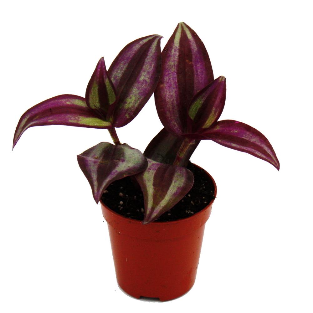 mini-pflanze - tradescantia "purple" - dreimasterblume - wasserhexe -