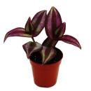 Mini-Pflanze - Tradescantia &quot;Purple&quot; -...