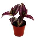 Mini plante - Tradescantia « Purple » - fleur à trois maîtres - sorcière d’eau - Idéal pour petits bols et bocaux - Bébé plante en pot de 5,5cm