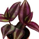 Mini plant - Tradescantia &quot;Purple&quot; -...