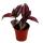 Mini-Pflanze - Tradescantia &quot;Purple&quot; - Dreimasterblume - Wasserhexe - Ideal f&uuml;r kleine Schalen und Gl&auml;ser - Baby-Plant im 5,5cm Topf
