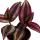 Mini-Pflanze - Tradescantia &quot;Purple&quot; - Dreimasterblume - Wasserhexe - Ideal f&uuml;r kleine Schalen und Gl&auml;ser - Baby-Plant im 5,5cm Topf
