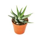 Haworthia attenuata - small plant in a 5.5cm pot