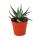 Haworthia attenuata - small plant in a 5.5cm pot