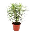 Monkey Palm - Senecio kleinia - Unusual Succulent - 12cm Pot