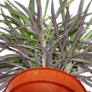 Monkey Palm - Senecio kleinia - Unusual Succulent - 12cm Pot