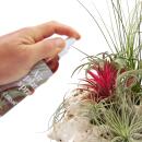 Tillandsia fertilizer - ready mixed in the spray bottle -...