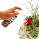 Tillandsia fertilizer - ready mixed in the spray bottle - 80ml