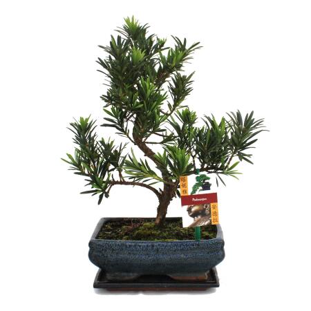 Bonsai Podocarpus - Podocarpus macrophyllus - 8 years