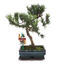 Bonsai Steineibe - Podocarpus macrophyllus - ca. 8 Jahre