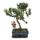 Disque de pierre de Bonsa&iuml; - Podocarpus macrophyllus - ca. 8 ans