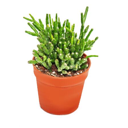 Hatiora salicornioides - Keulenkaktus - Binsenkaktus - Pflanze im 5,5cm Topf