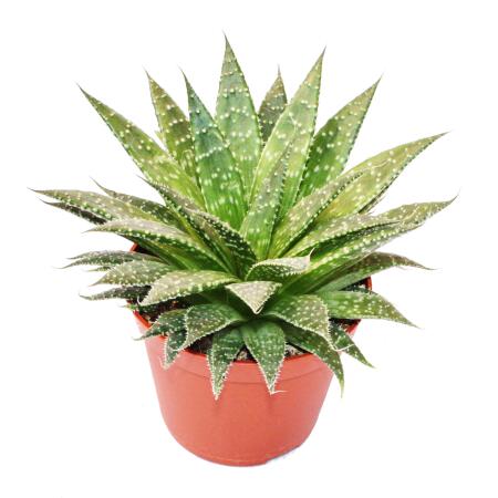 Aloe arristata - kleine sukkulente Pflanze im 5,5cm Topf