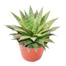 Aloe arristata - kleine sukkulente Pflanze im 5,5cm Topf