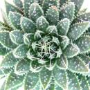 Aloe arristata - kleine sukkulente Pflanze im 5,5cm Topf