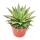 Aloe arristata - kleine sukkulente Pflanze im 5,5cm Topf