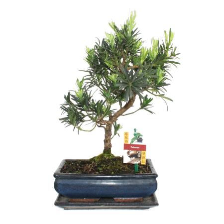 Káº¿t quáº£ hÃ¬nh áº£nh cho Podocarpus macrophyllus bonsai