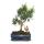 Disque de pierre de Bonsa&iuml; - Podocarpus macrophyllus - ca. 10 ans