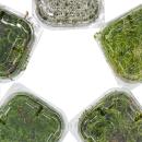 Mini-Moos-Box - Echtes Natur-Moos zum Basteln und Dekorieren - kleine Packung ca. 30 cm³ - Ideal auf für Pflanzschalen oder Gläser  verschiedene Sorten