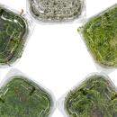 Mini moss box - real natural moss for handicrafts and decoration - small pack approx. 30 cm³ - ideal for different types of plant bowls or glasses