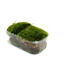 Mini moss box - real natural moss for handicrafts and decoration - small pack approx. 30 cm³ - ideal for plant bowls or glasses - ball moss - ball moss - white moss - ball moss